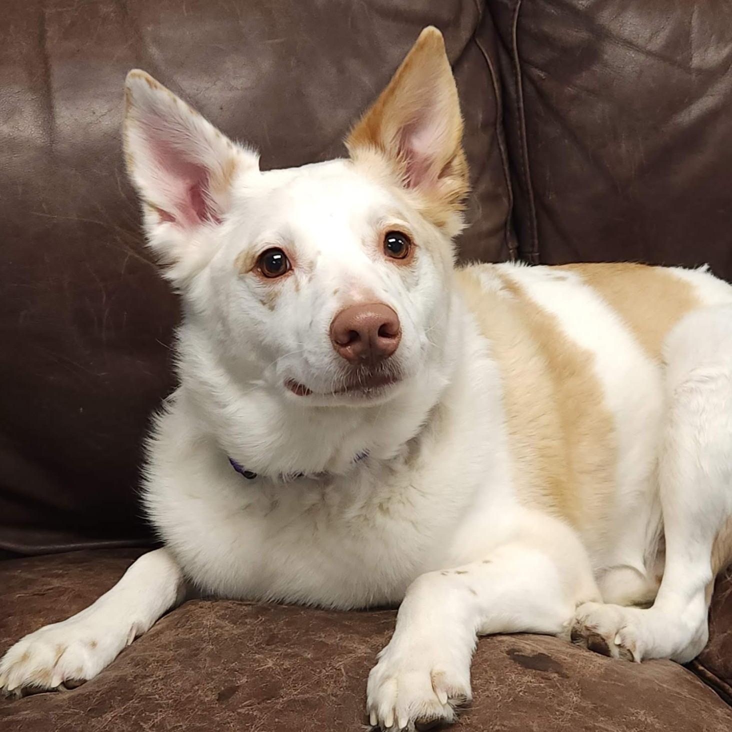 Riddick, adopted, Adult Male Australian Shepherd.