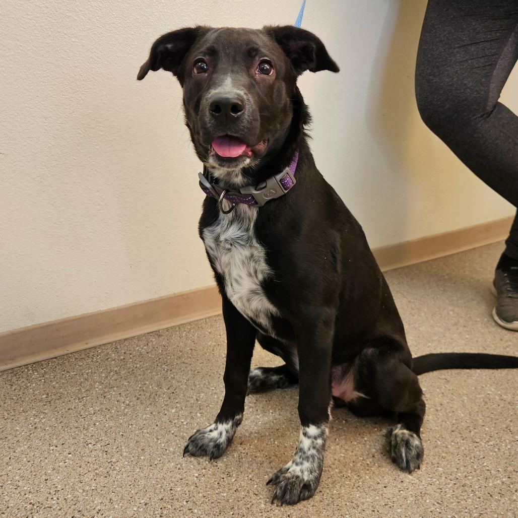 Penny, Adoptable, Young Female Border Collie.