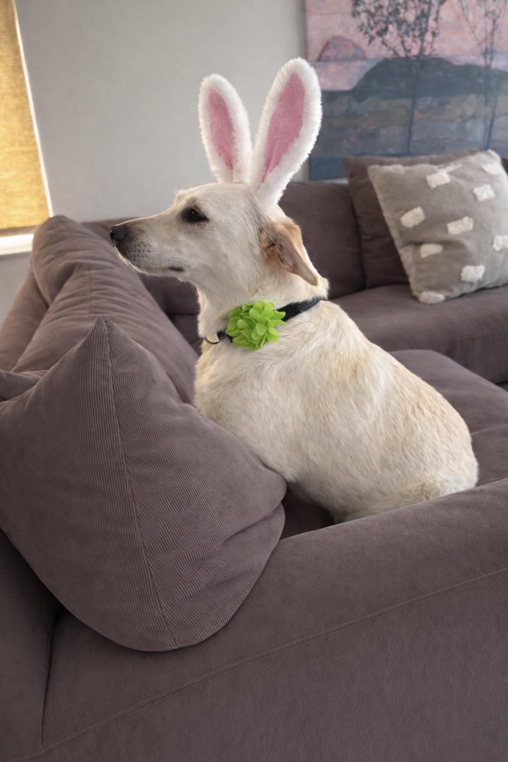 PETUNIA, adopted, Young Female Labrador Retriever & Shepherd.