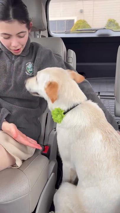 Enlarge PETUNIA, an adopted mixed breed in Branford, CT video 2/6