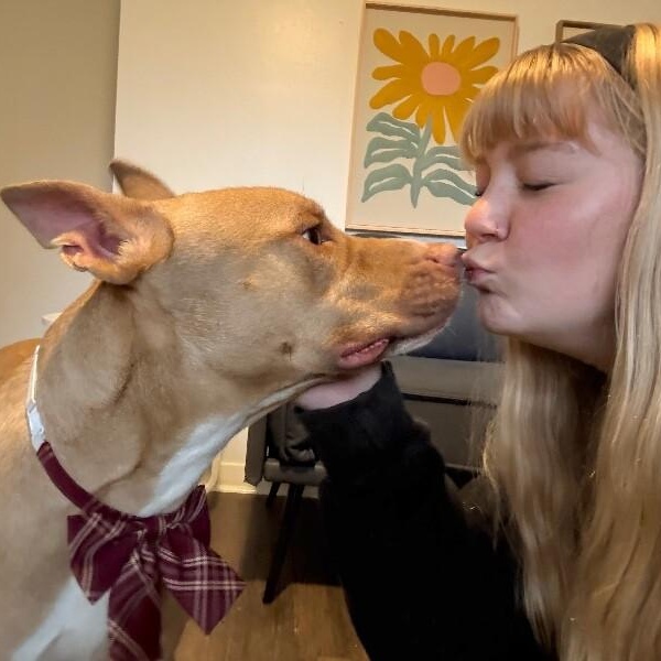 Enlarge Ivan the Iconic, a Adoptable mixed breed in Jerome, ID image 2/6