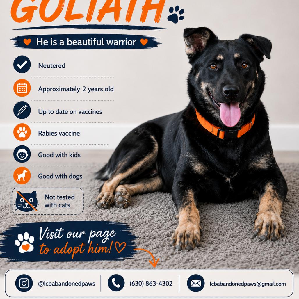 Goliath, Adoptable, Adult Male German Shepherd Dog & Mixed Breed.