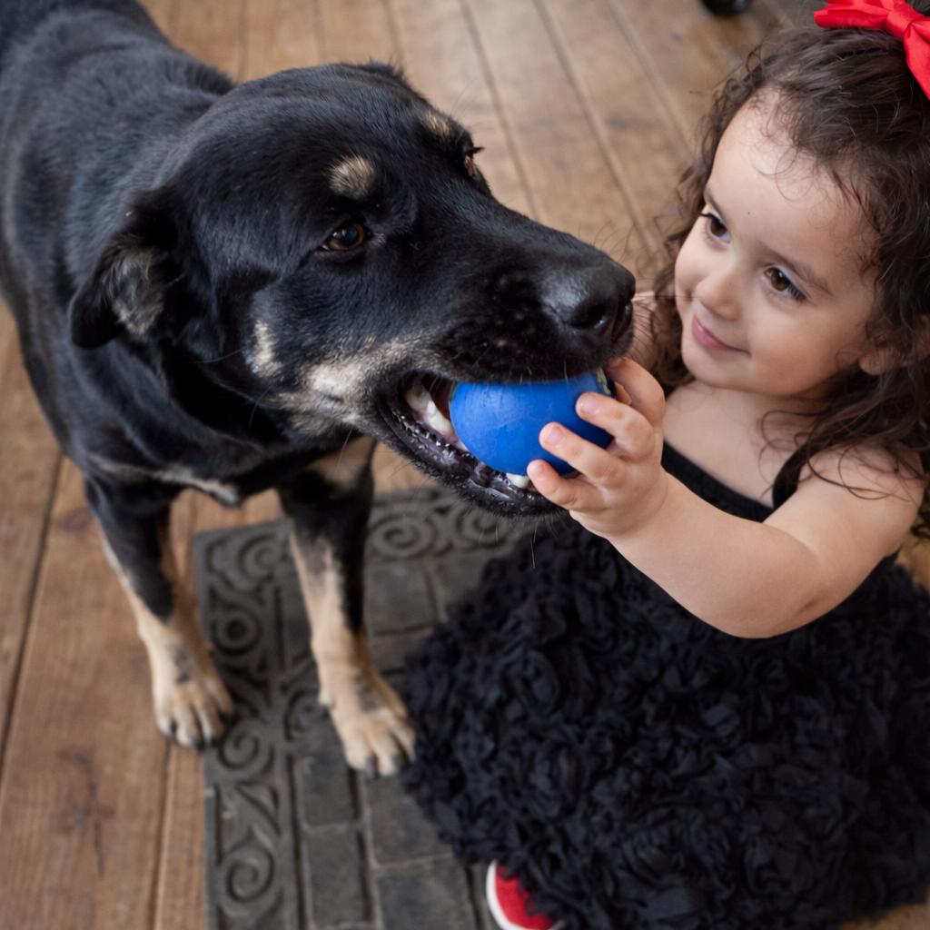 Enlarge Goliath, a Adoptable mixed breed in Tomball, TX image 3/4