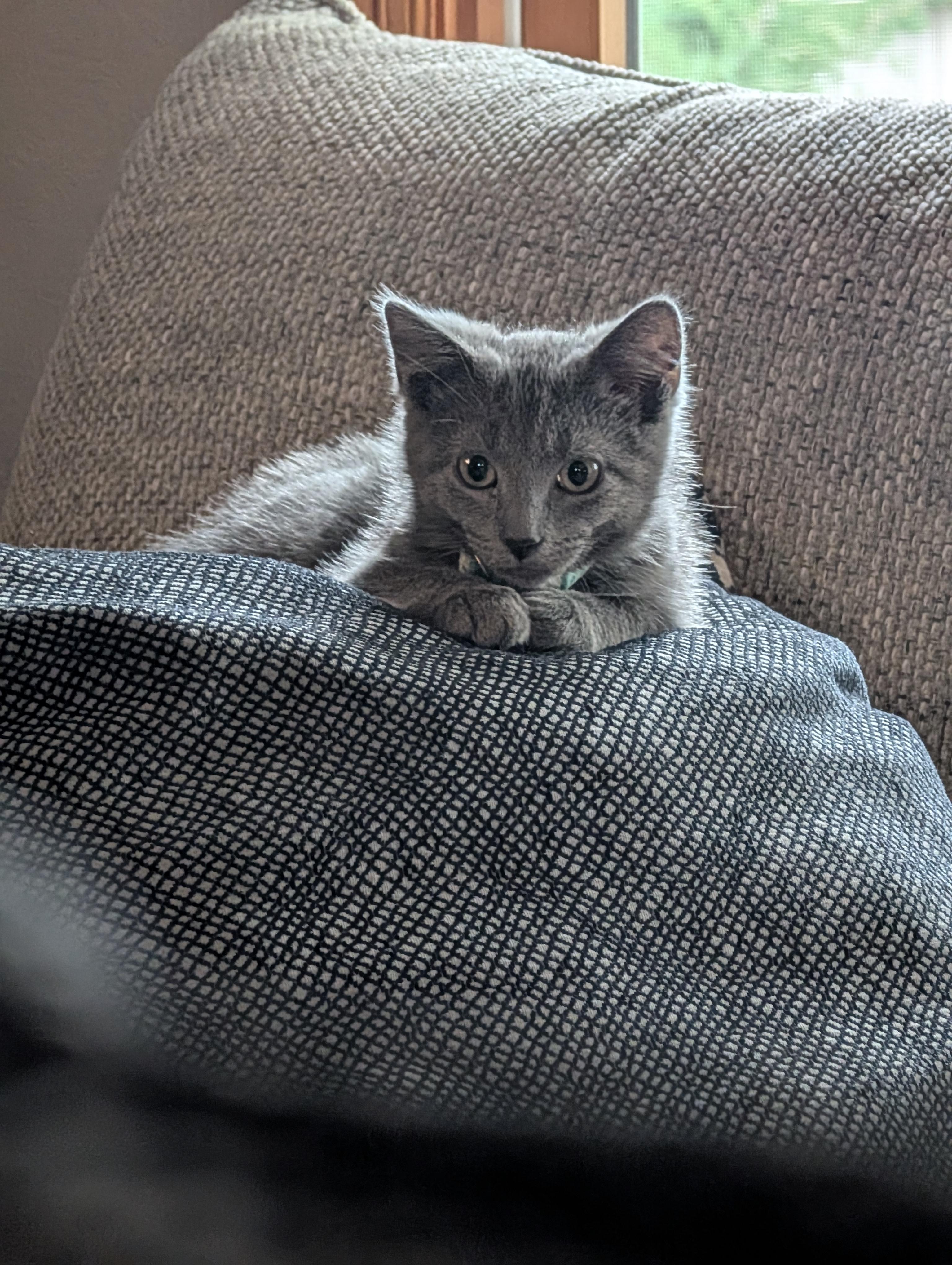 Toaster Strudel, an adopted mixed breed in Kenosha , WI image 3/6