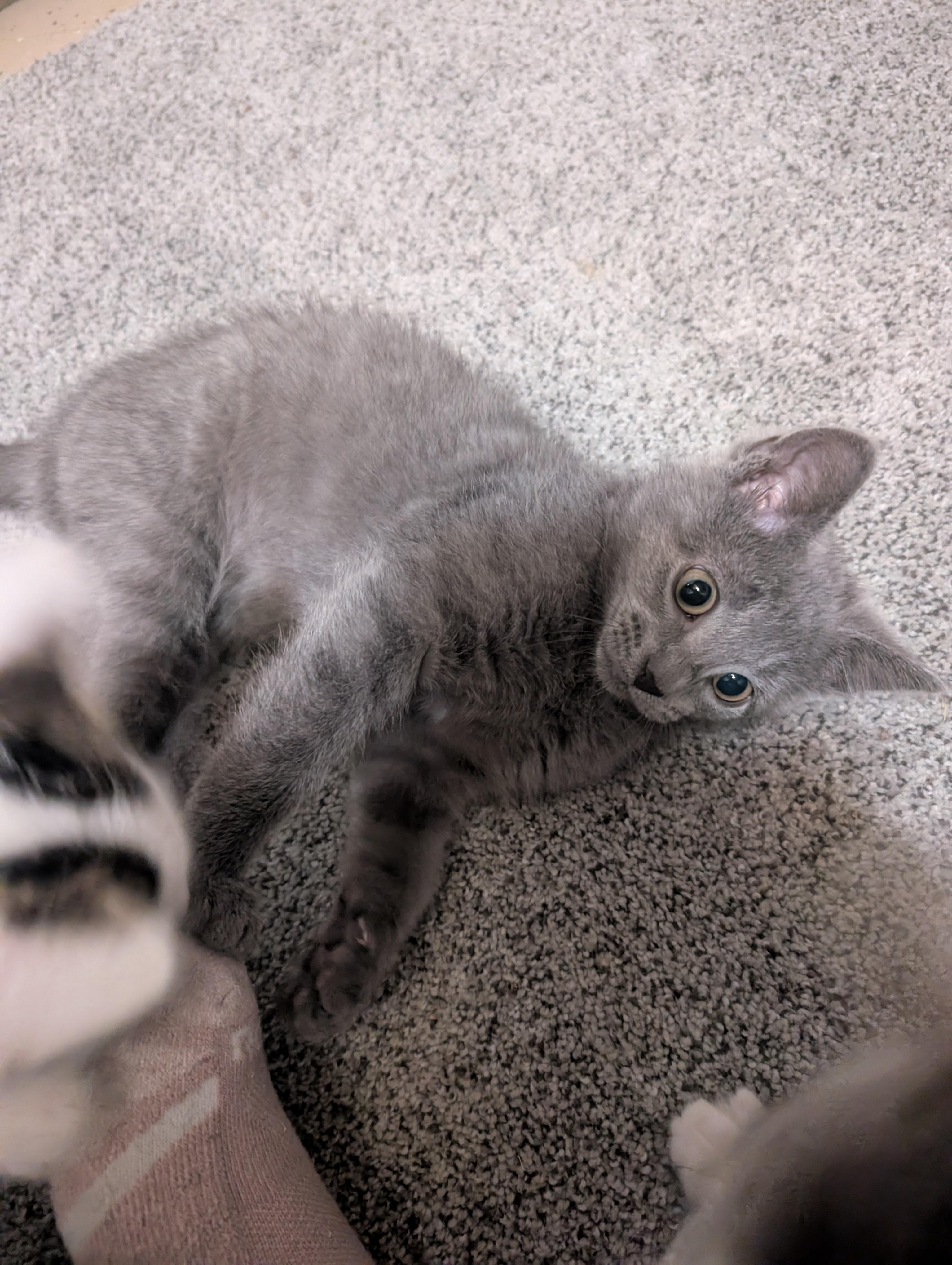 Toaster Strudel, an adopted mixed breed in Kenosha , WI image 5/6