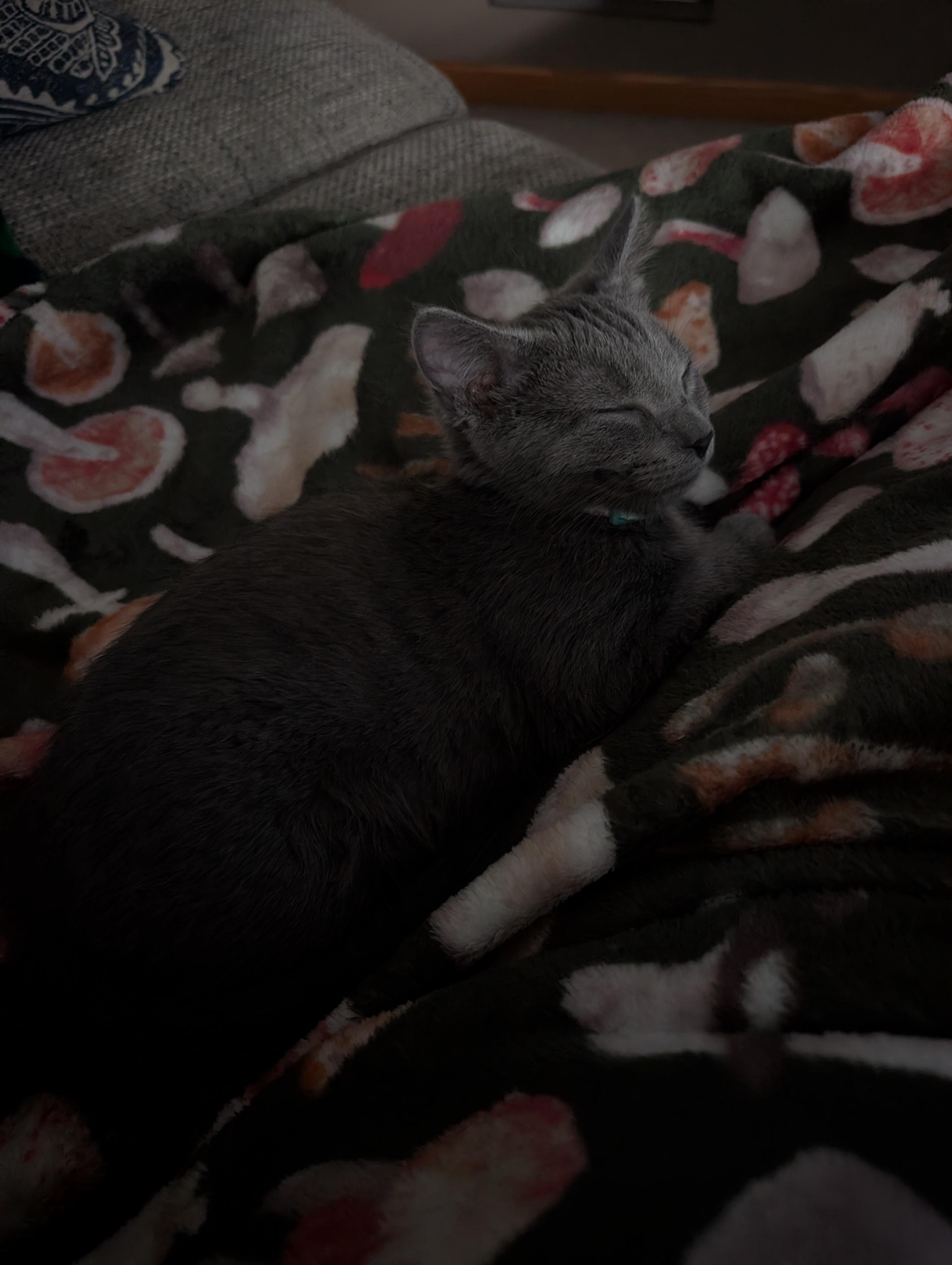 Toaster Strudel, an adopted mixed breed in Kenosha , WI image 2/6