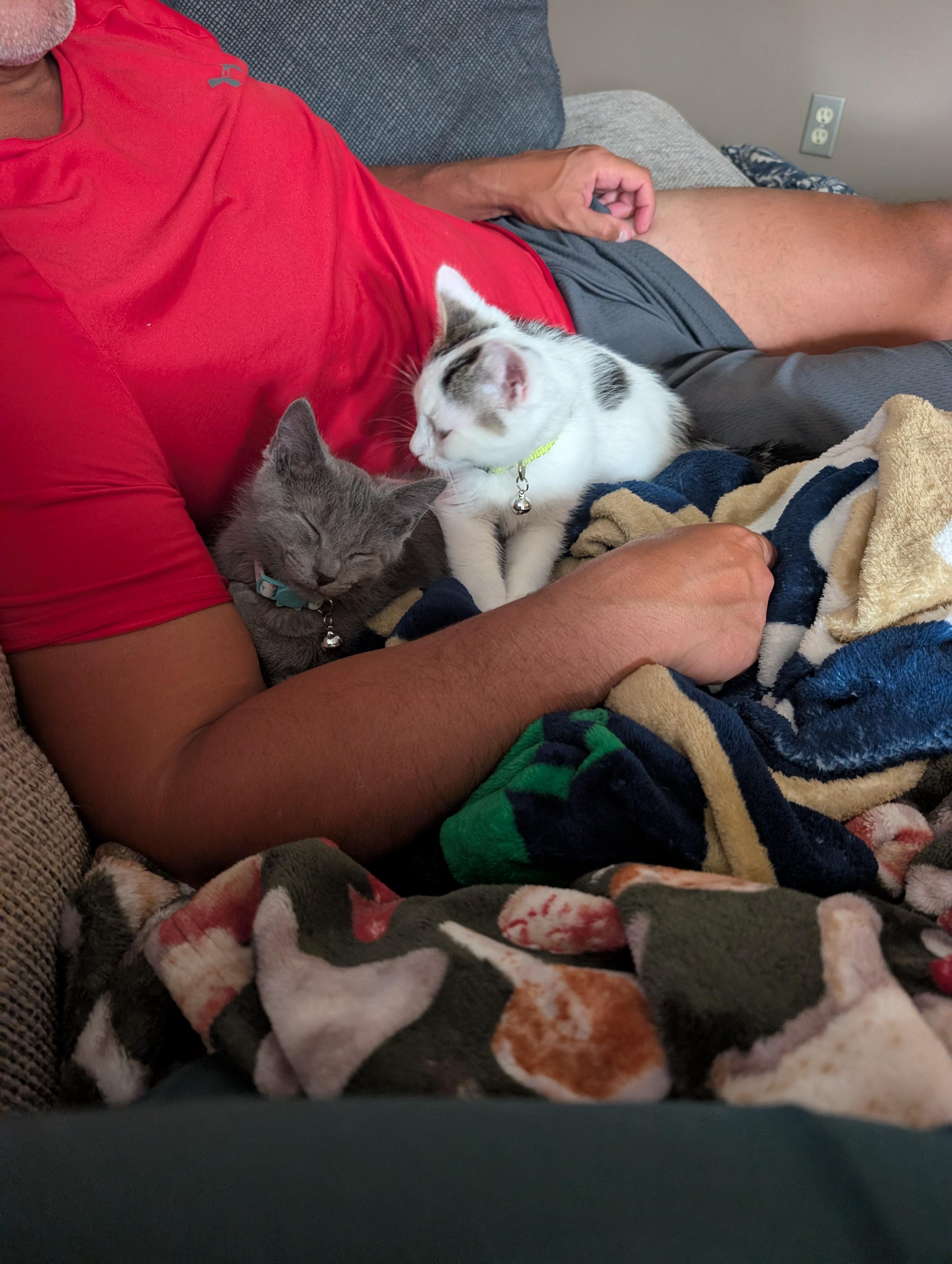 Toaster Strudel, an adopted mixed breed in Kenosha , WI image 6/6