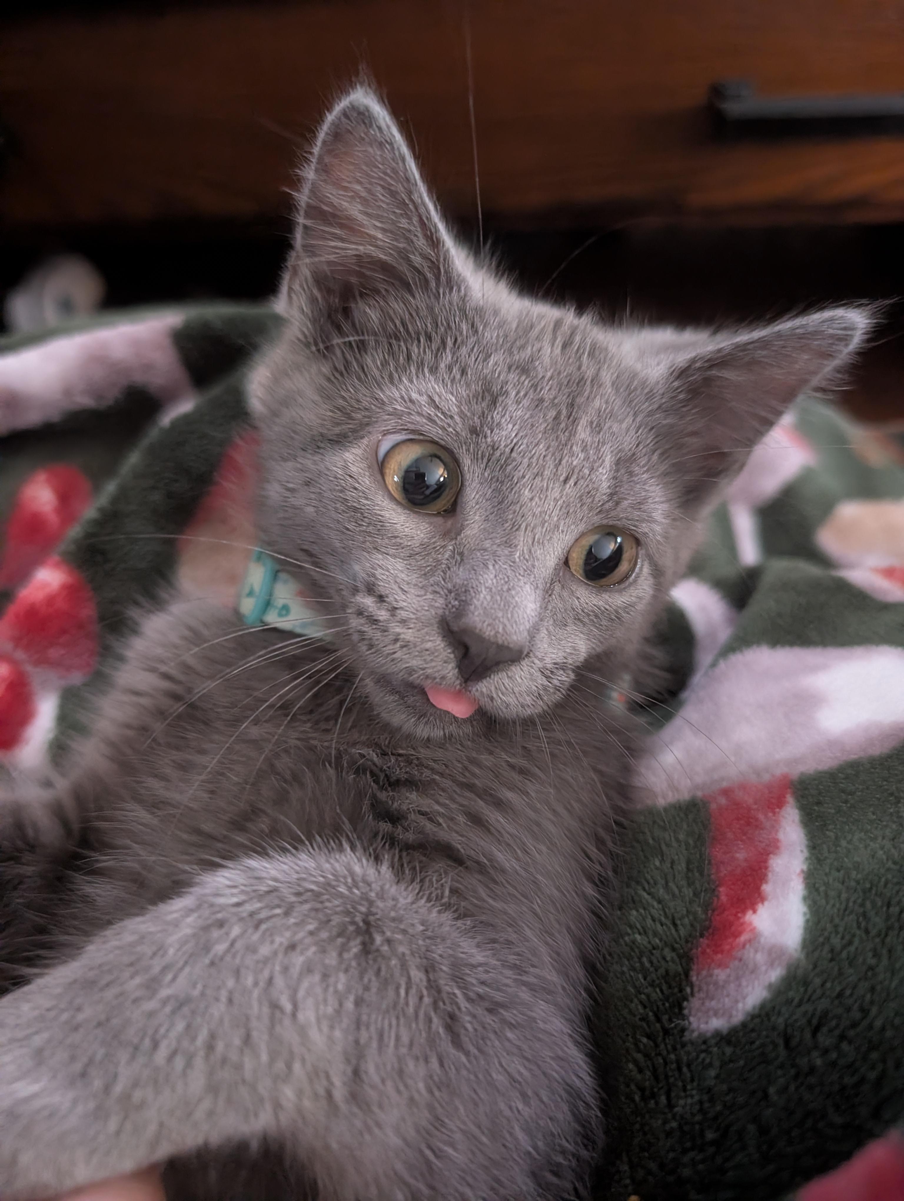 Toaster Strudel, adopted, Kitten Male Domestic Short Hair.