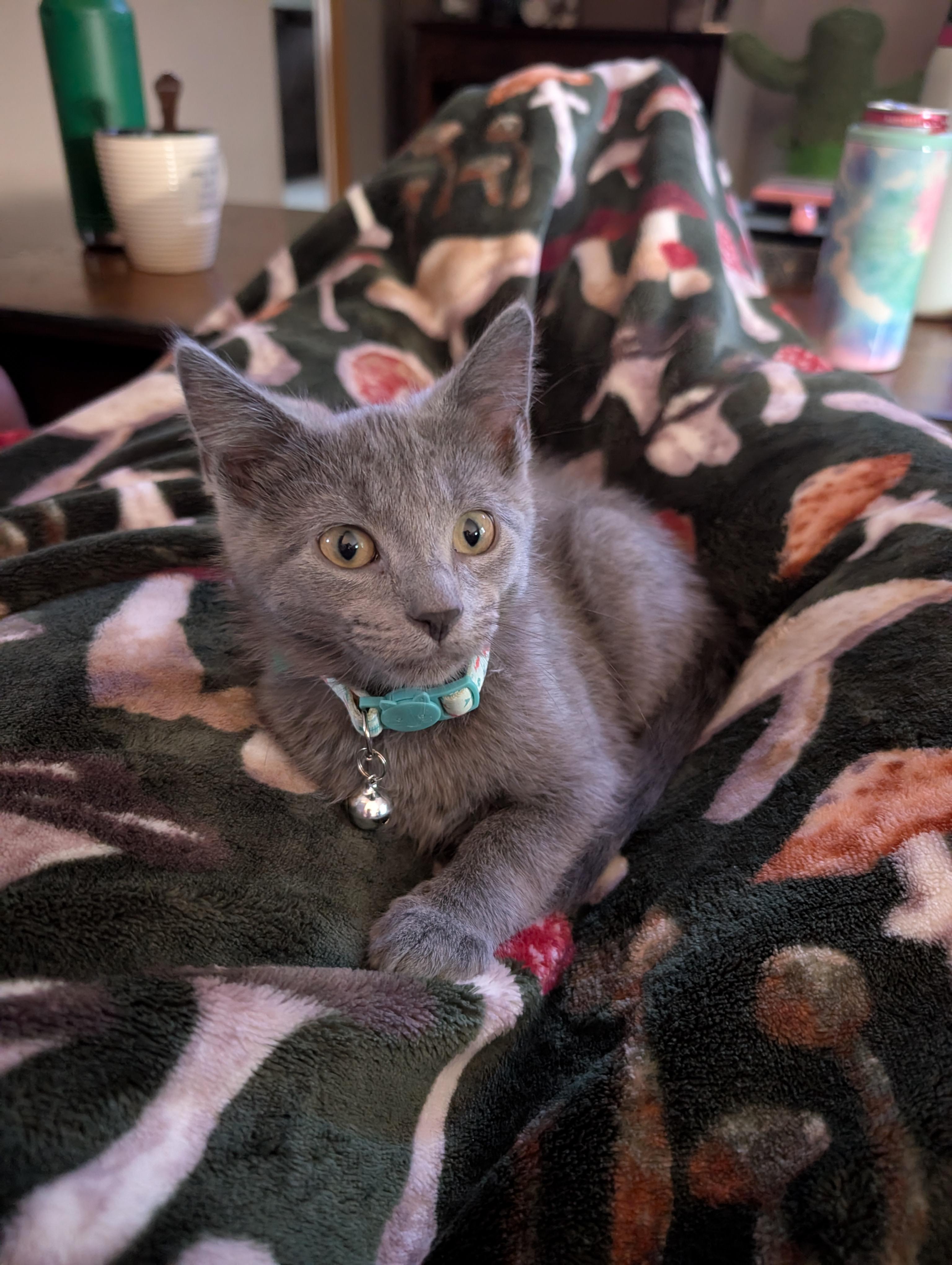 Toaster Strudel, an adopted mixed breed in Kenosha , WI image 4/6