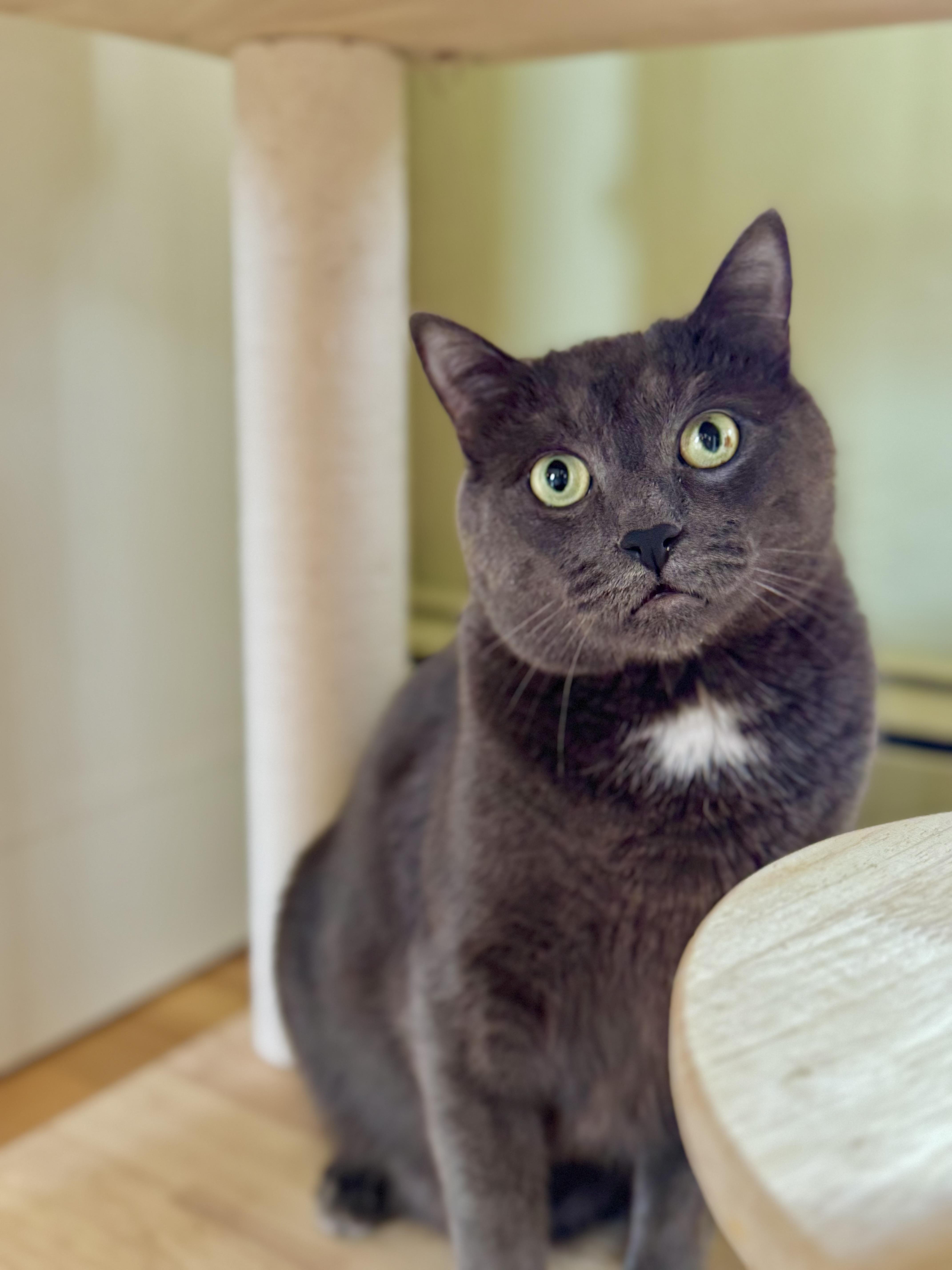 Enlarge Smokey, a Adoptable Domestic Short Hair in Ramsey, NJ image 2/5
