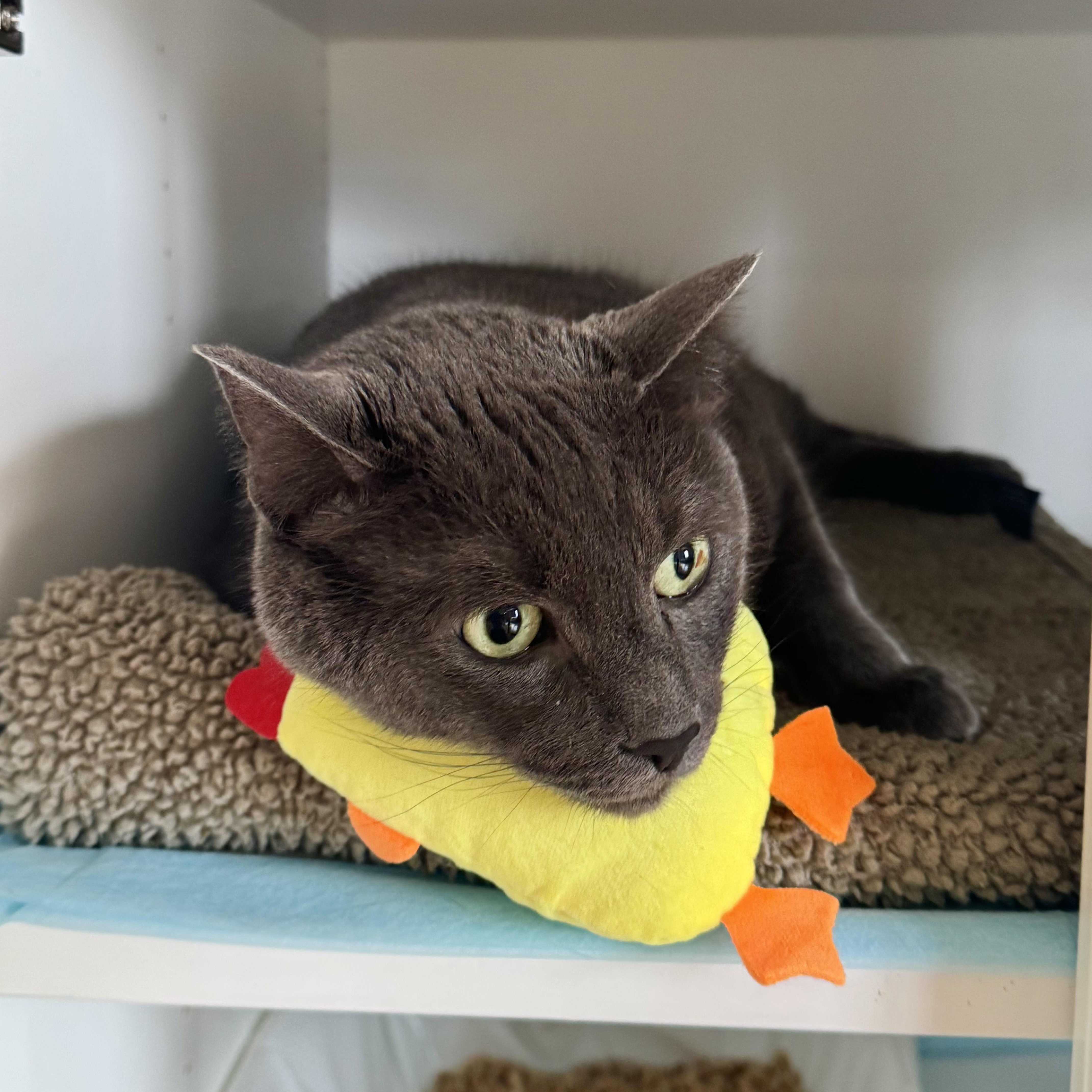 Enlarge Smokey, a Adoptable Domestic Short Hair in Ramsey, NJ image 3/5