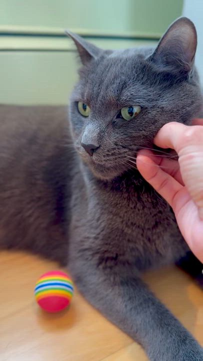 Enlarge Smokey, a Adoptable Domestic Short Hair in Ramsey, NJ video 5/5