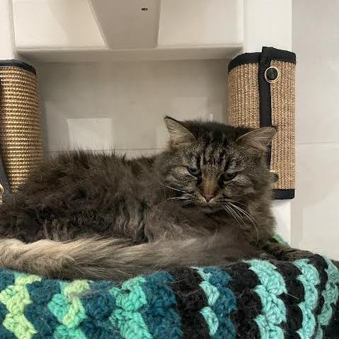 Enlarge McDonald, a Adoptable Domestic Long Hair in Hailey, ID image 1/6