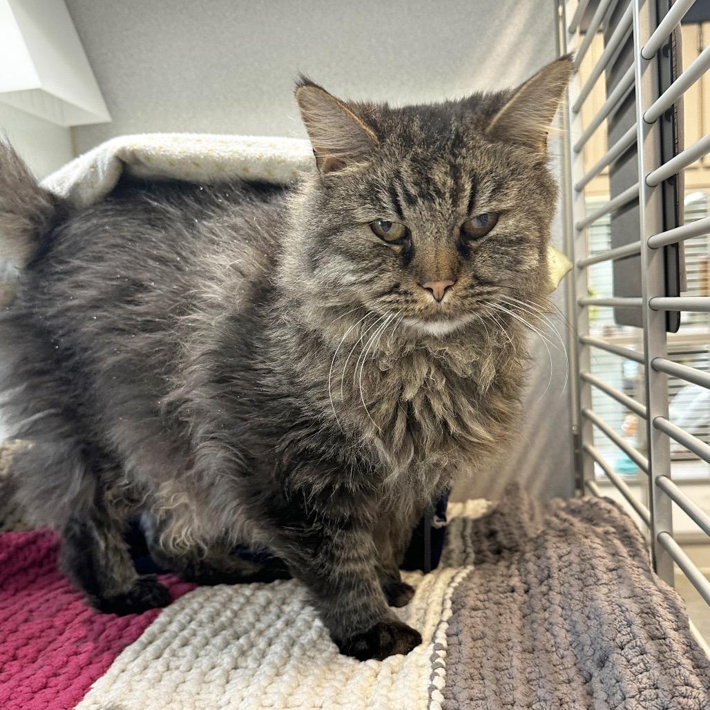 McDonald, Adoptable, Senior Male Domestic Long Hair.