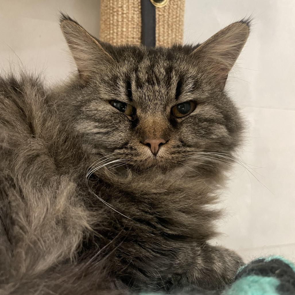Enlarge McDonald, a Adoptable Domestic Long Hair in Hailey, ID image 3/6