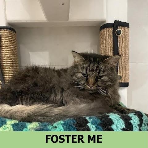Enlarge McDonald, a Adoptable Domestic Long Hair in Hailey, ID image 3/6