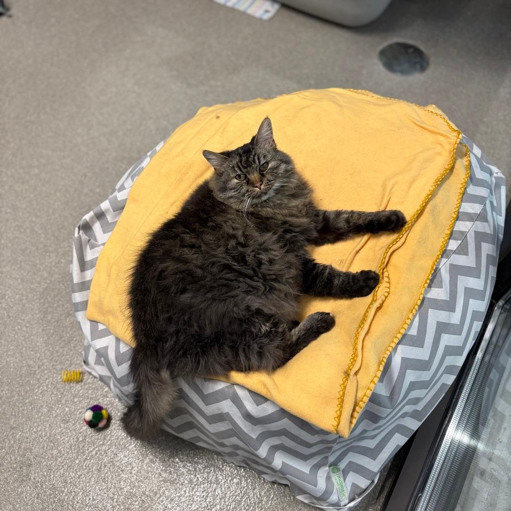 Enlarge McDonald, a Adoptable Domestic Long Hair in Hailey, ID image 4/6