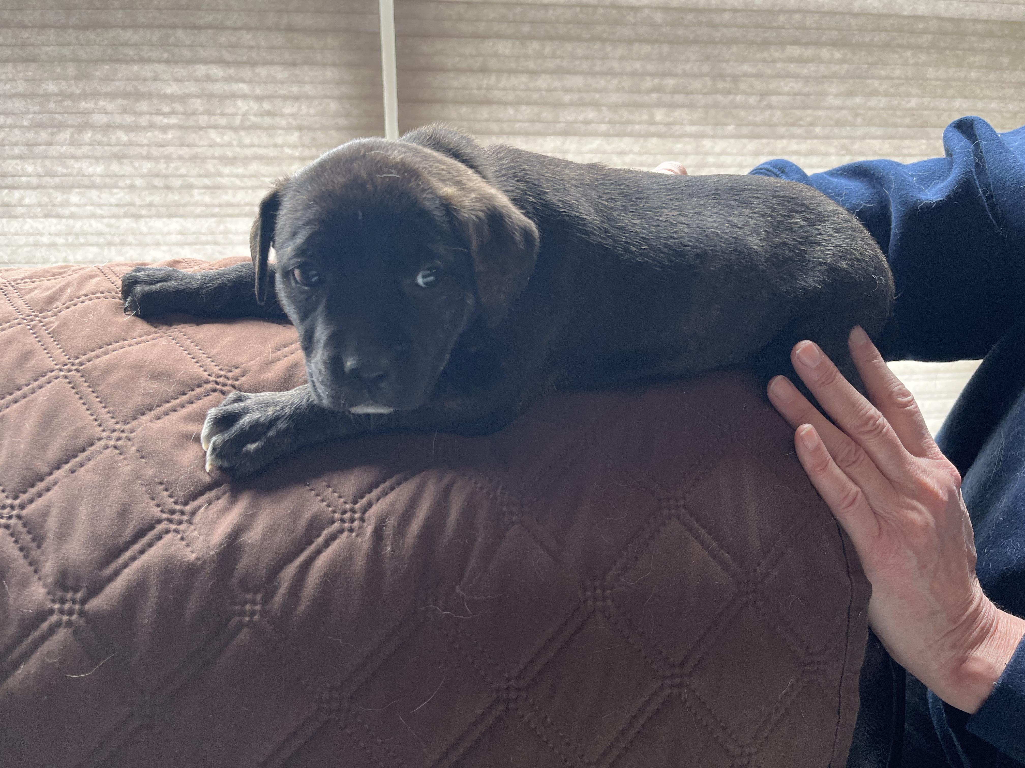 Enlarge Sally Brown, a Adoptable mixed breed in Annapolis, MD image 5/6