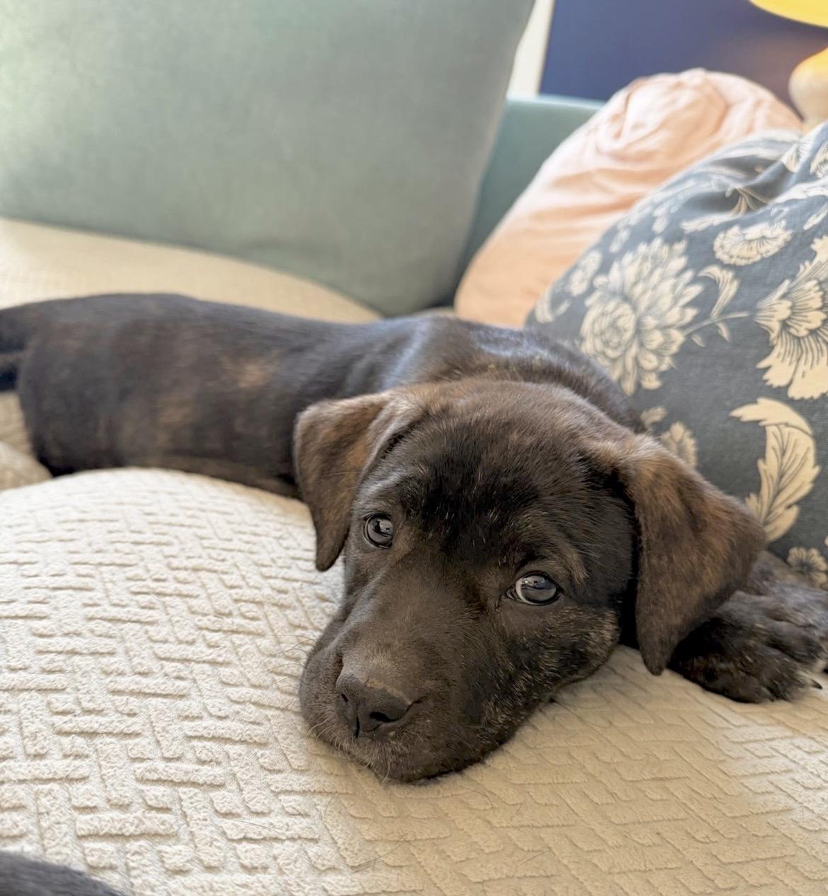 Sally Brown, Adoptable, Puppy Female American Staffordshire Terrier & Boxer.