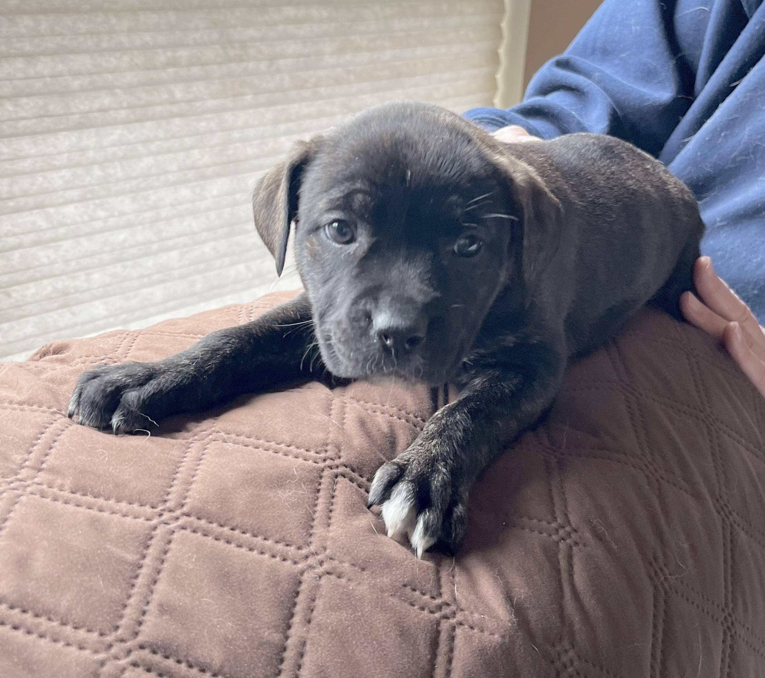 Enlarge Sally Brown, a Adoptable mixed breed in Annapolis, MD image 3/6