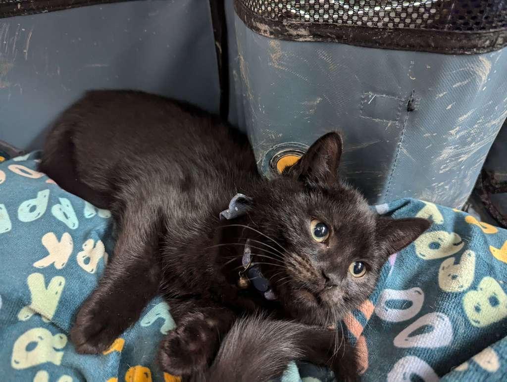 Enlarge Crow, a ADOPTABLE Domestic Short Hair in Richmond, KY image 4/6