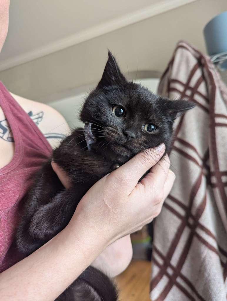 Enlarge Crow, a ADOPTABLE Domestic Short Hair in Richmond, KY image 2/6