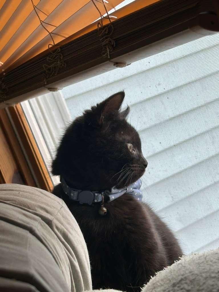 Enlarge Crow, a ADOPTABLE Domestic Short Hair in Richmond, KY image 3/6