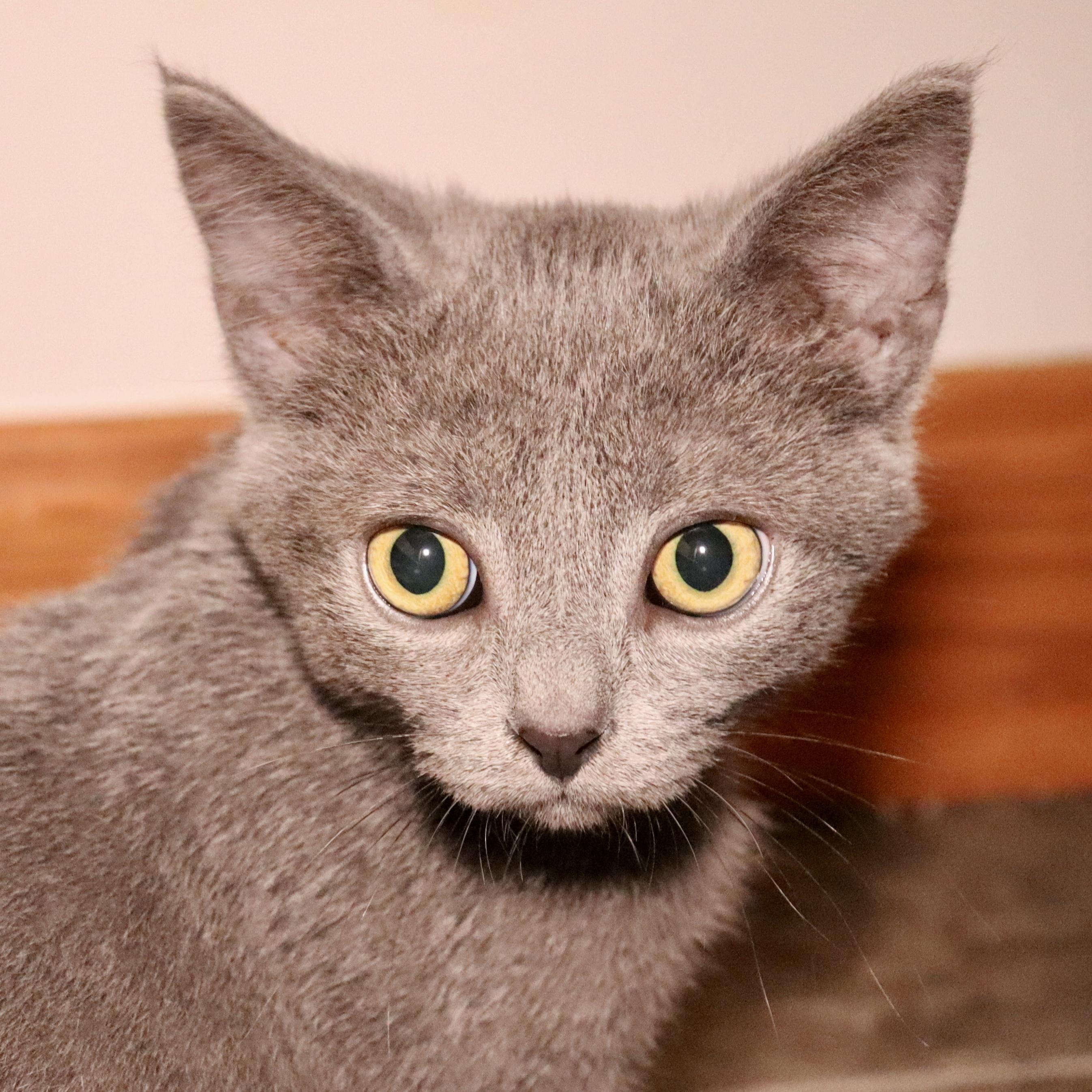 Enlarge Clarke, an adoptable Domestic Short Hair in Grove City, OH image 1/2