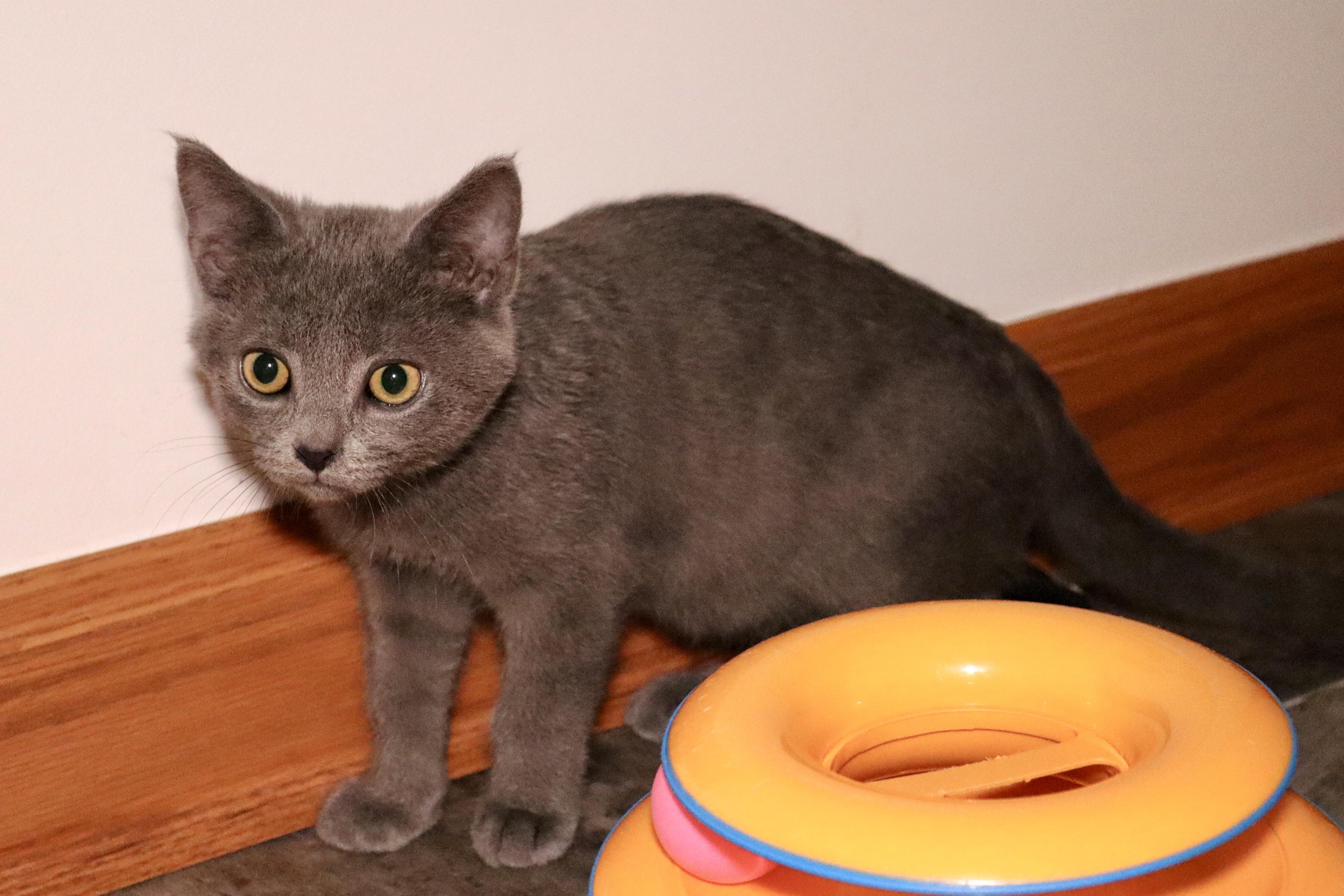 Enlarge Clarke, an adoptable Domestic Short Hair in Grove City, OH image 2/2