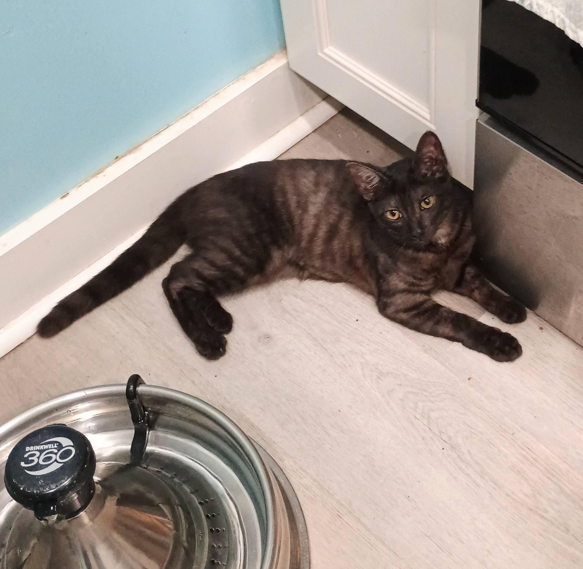 Loretta - cuddly & playful