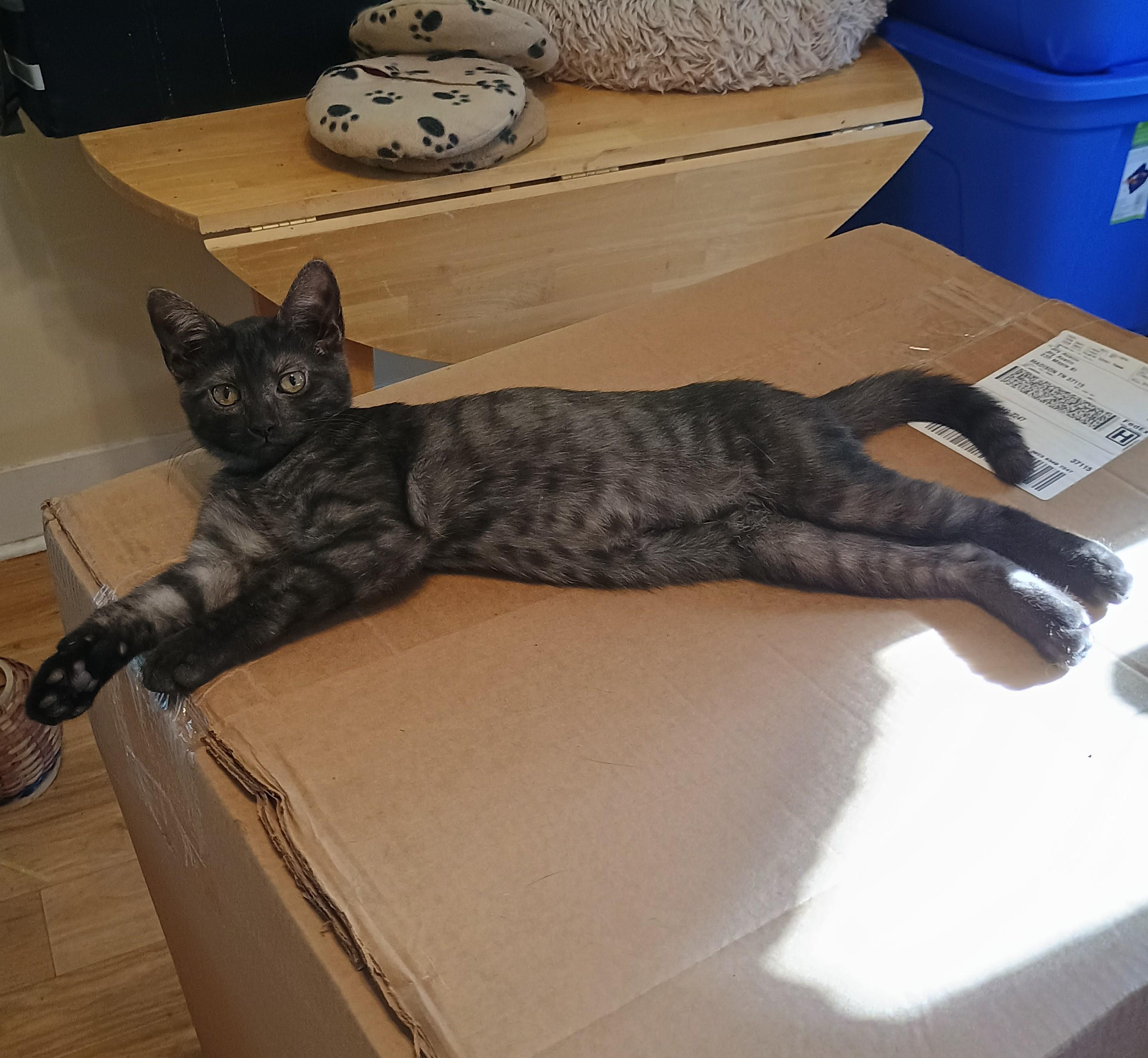 Loretta - cuddly & playful