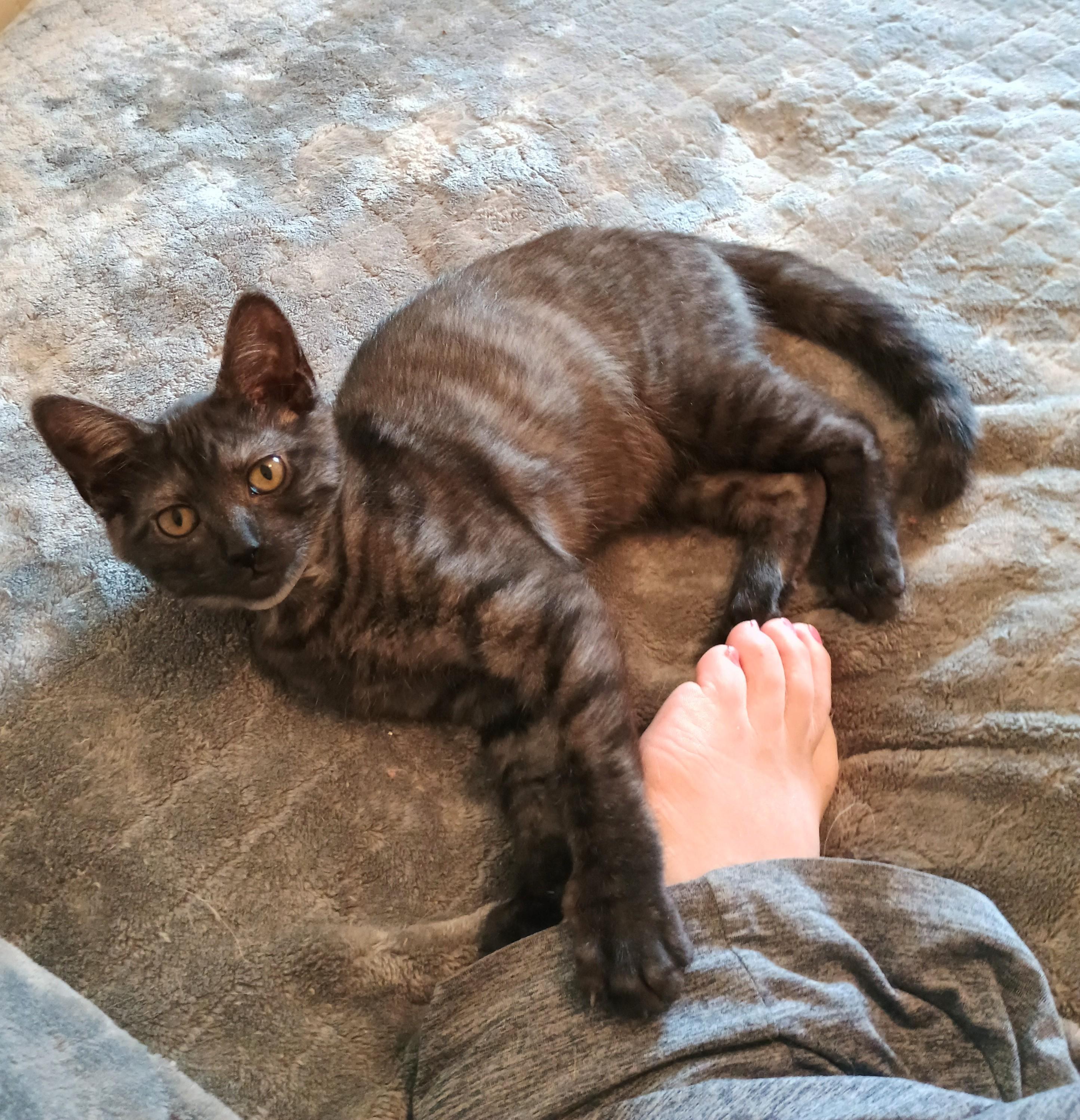 Loretta - cuddly & playful