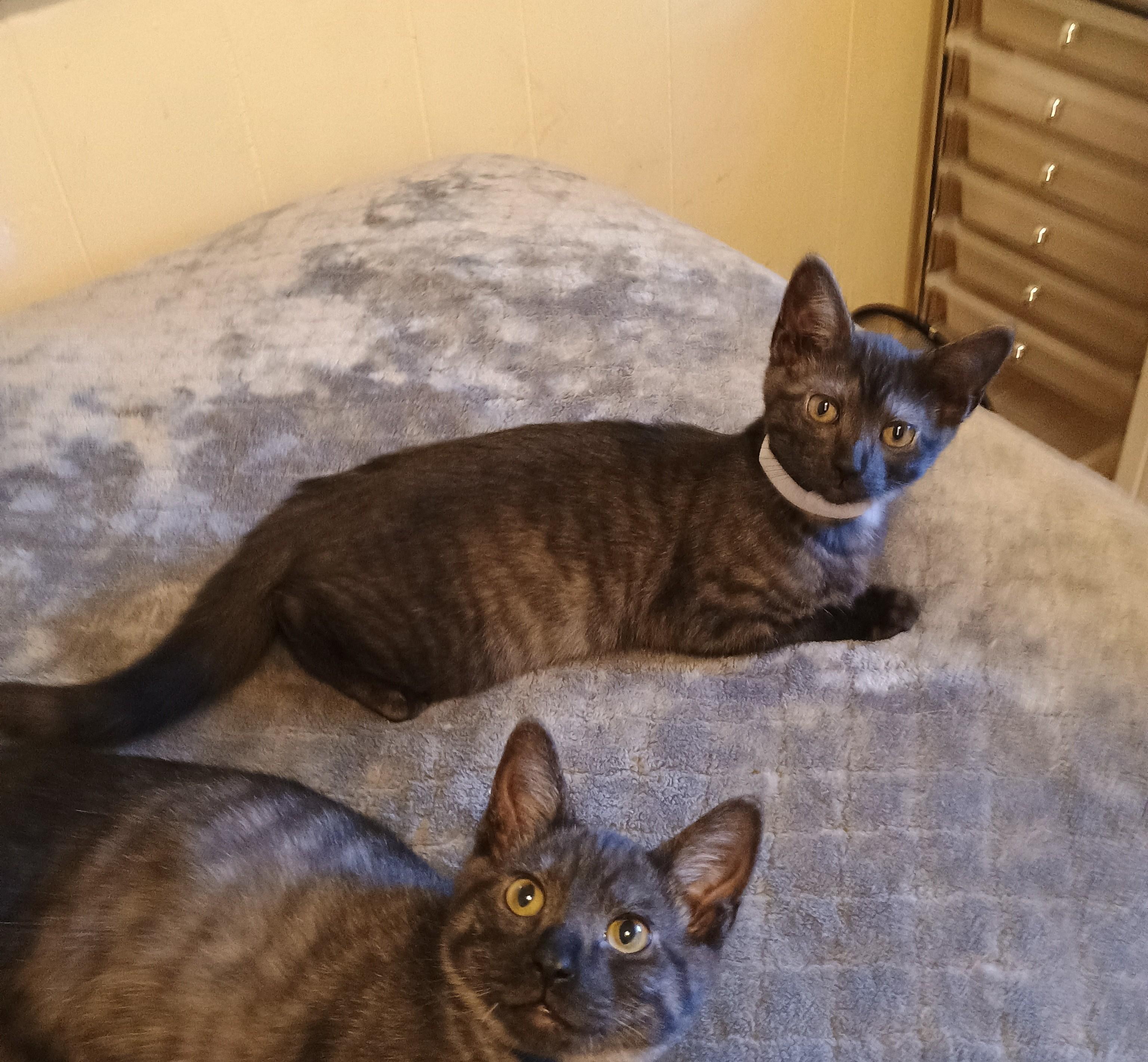 Loretta - cuddly & playful