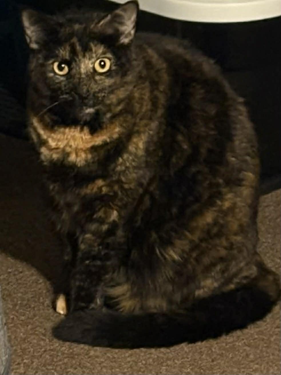 Reese, Adoptable, Young Female Domestic Short Hair.