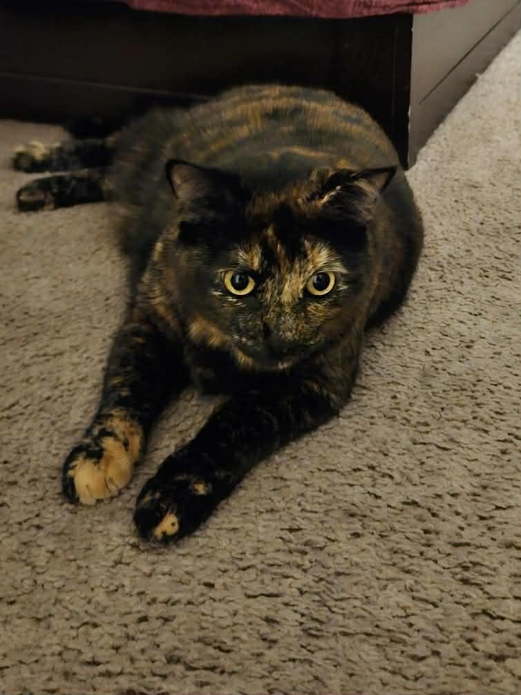 Enlarge Reese, a Adoptable Domestic Short Hair in Delran, NJ image 2/2