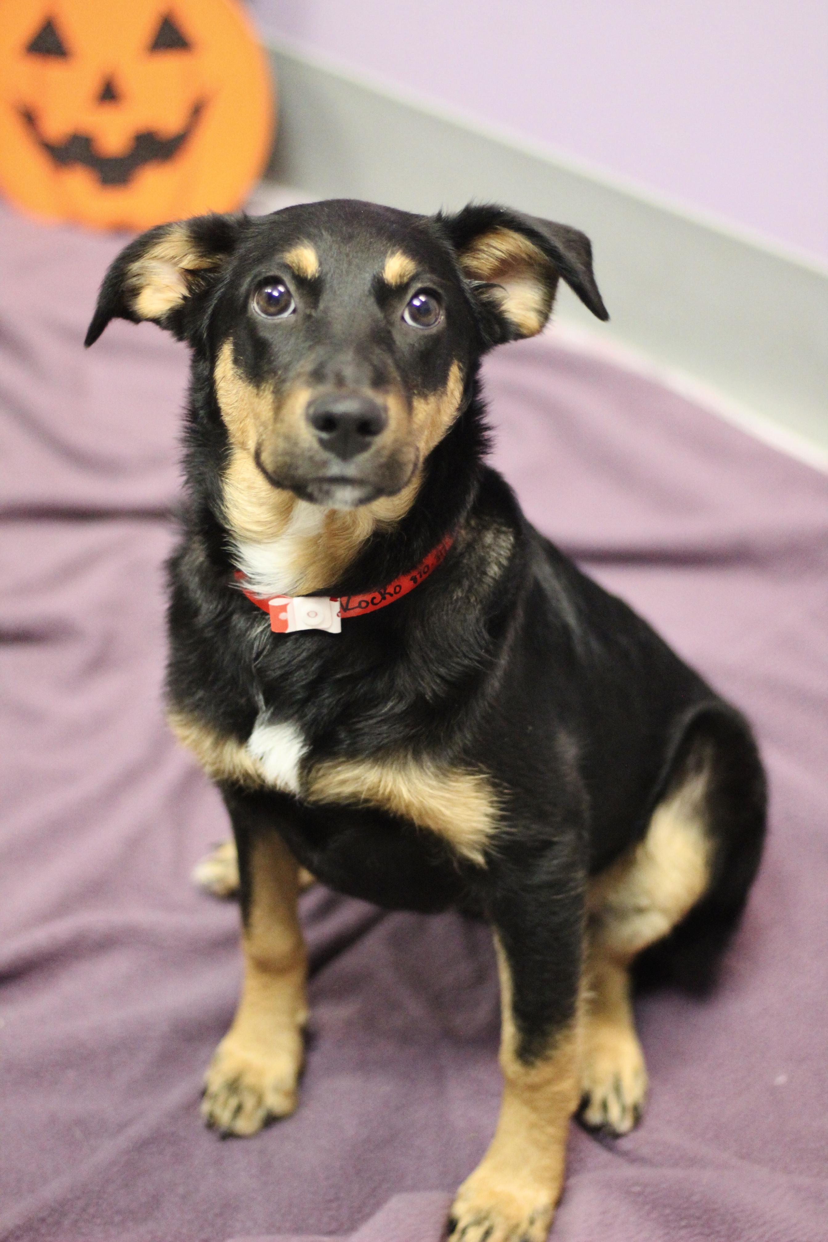Enlarge Rocko in NH. Come Meet our Adoptable Dogs Wednesday-Saturday. More info in Bio, a Adoptable mixed breed in Manchester, NH image 1/2