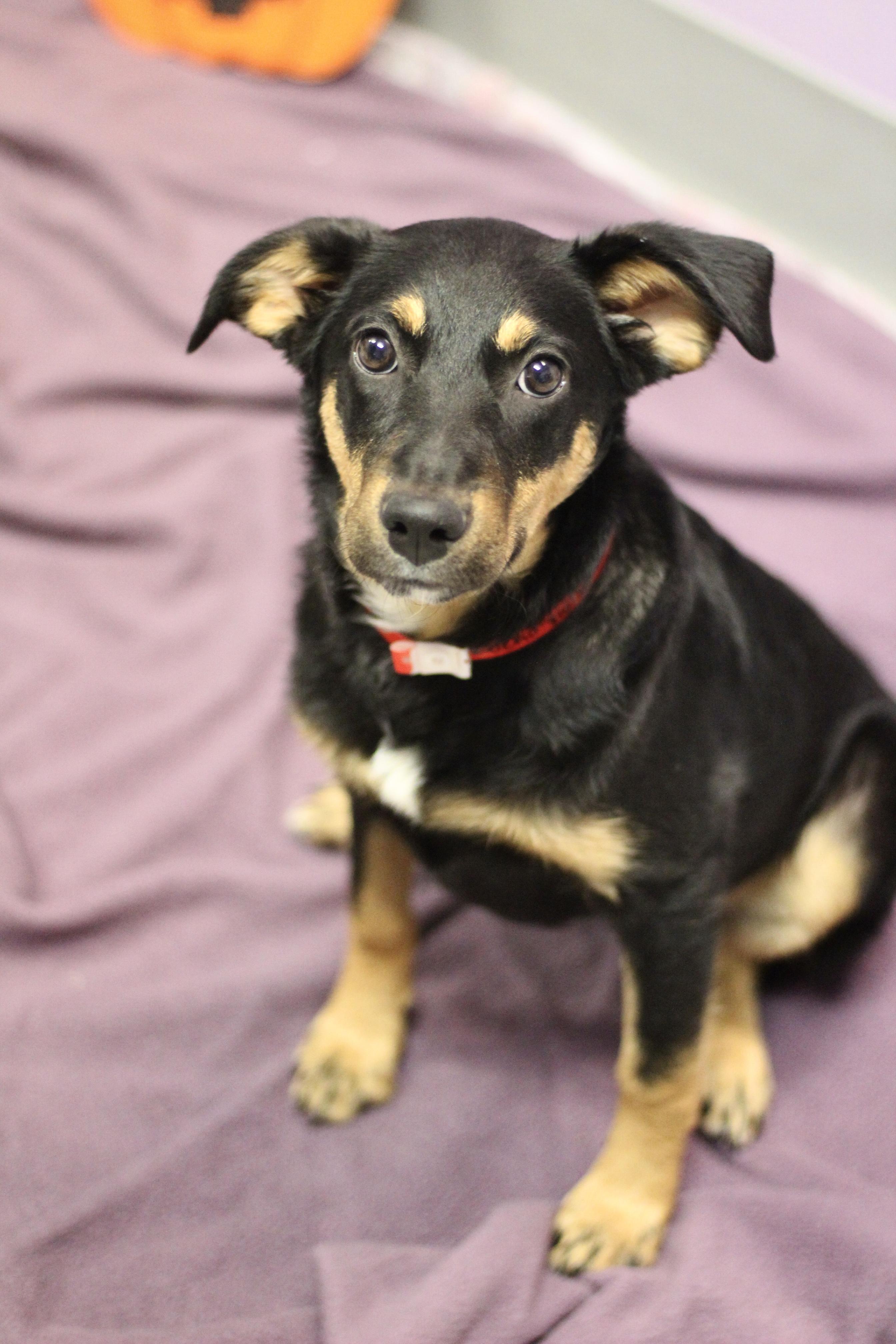Enlarge Rocko in NH. Come Meet our Adoptable Dogs Wednesday-Saturday. More info in Bio, a Adoptable mixed breed in Manchester, NH image 2/2
