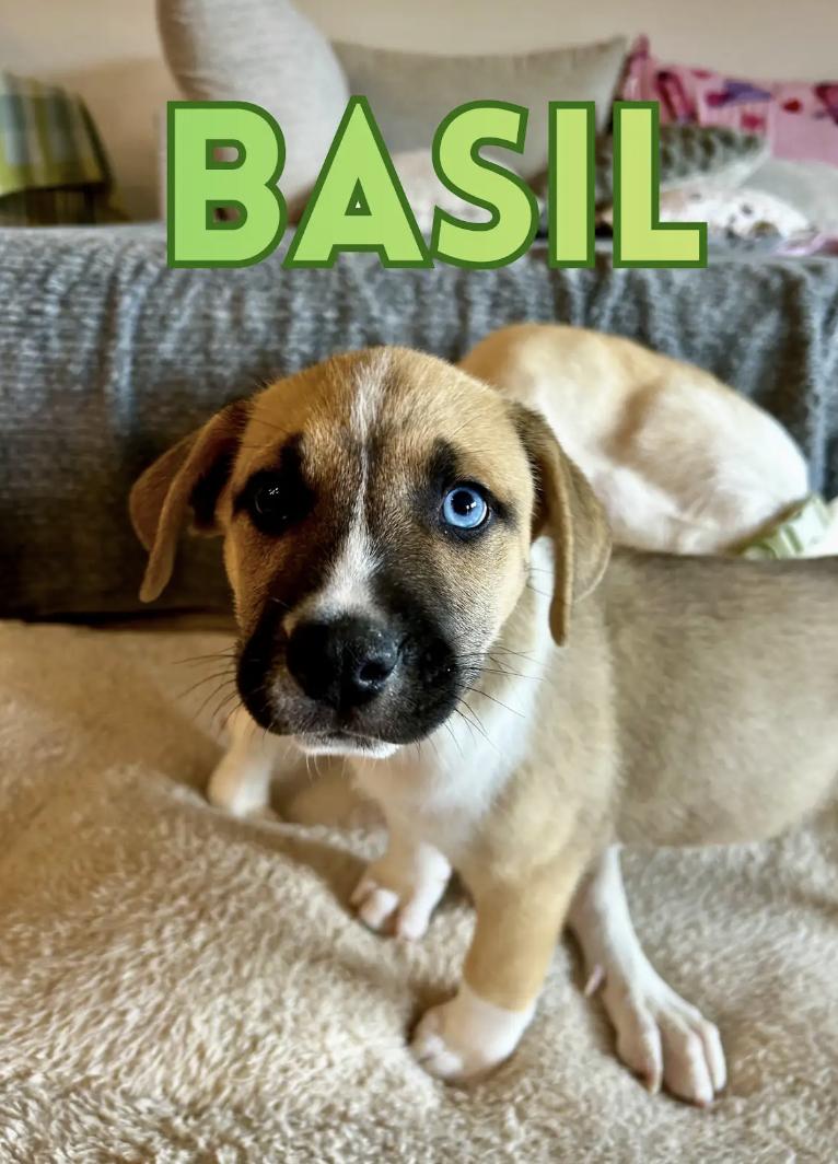 Enlarge Basil, an adopted mixed breed in Orlando, FL image 2/2