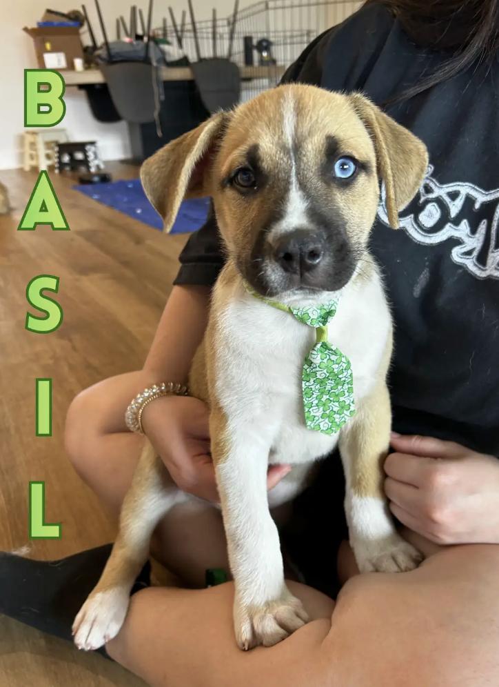 Enlarge Basil, an adopted mixed breed in Orlando, FL image 1/2