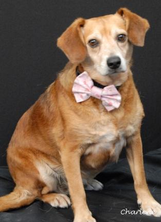 Daisy, Adult Female unknown