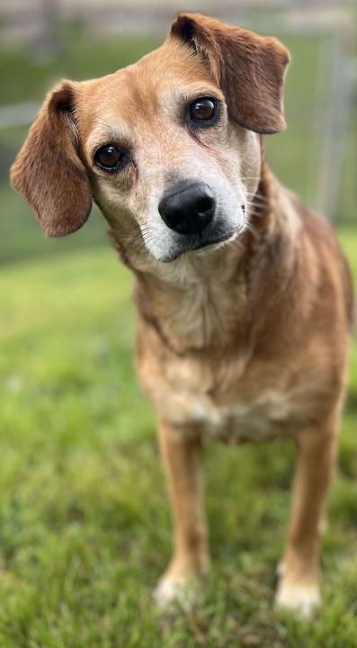 Daisy, Adult Female unknown