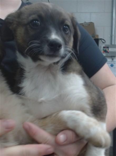 BUTTERCUP, Adoptable, Puppy Female Australian Cattle Dog / Blue Heeler & Mixed Breed.