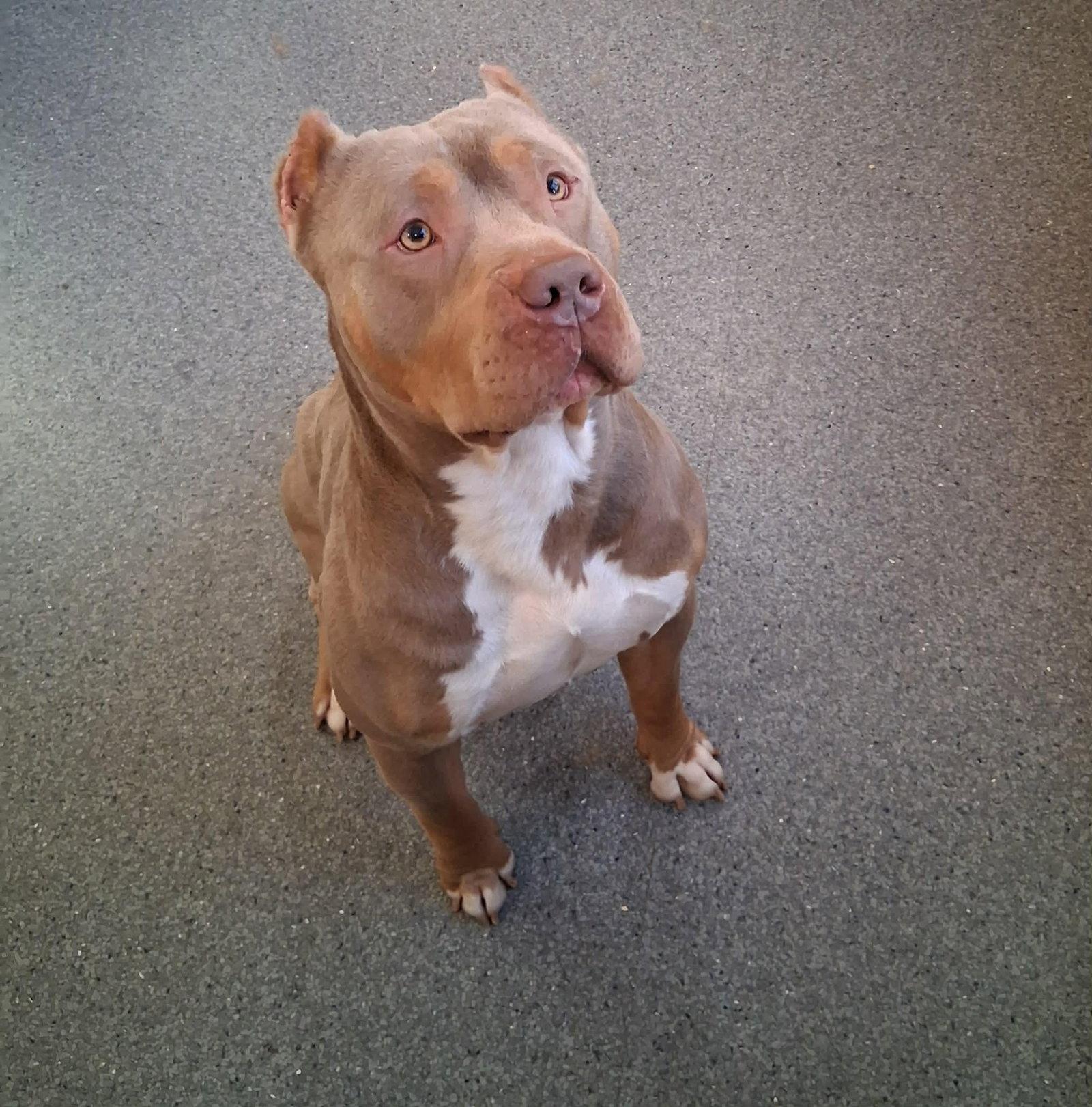 Atlas, Adopted, Adult Male Pit Bull Terrier.