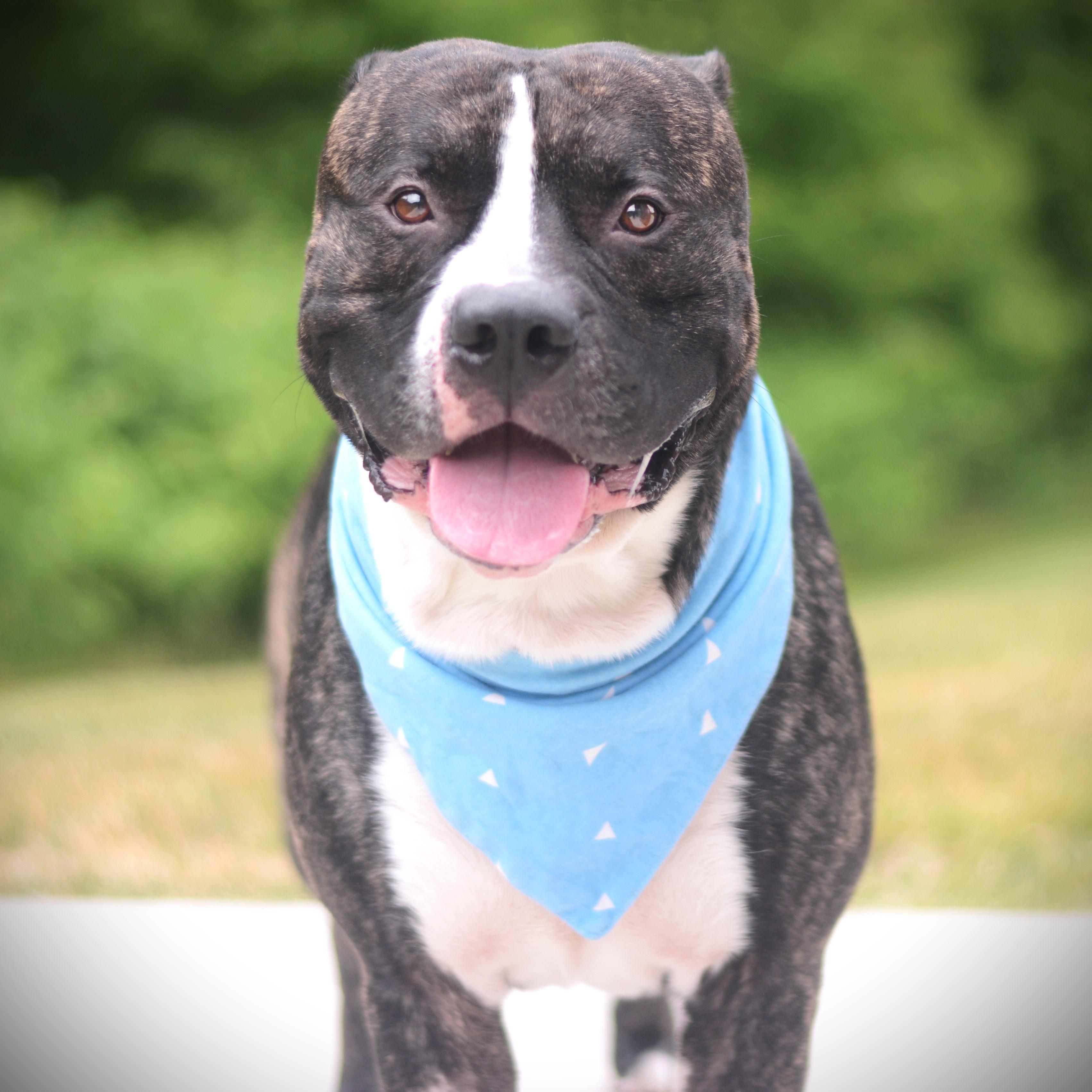 Buddy, an adoptable mixed breed in Amsterdam, NY image 1/3