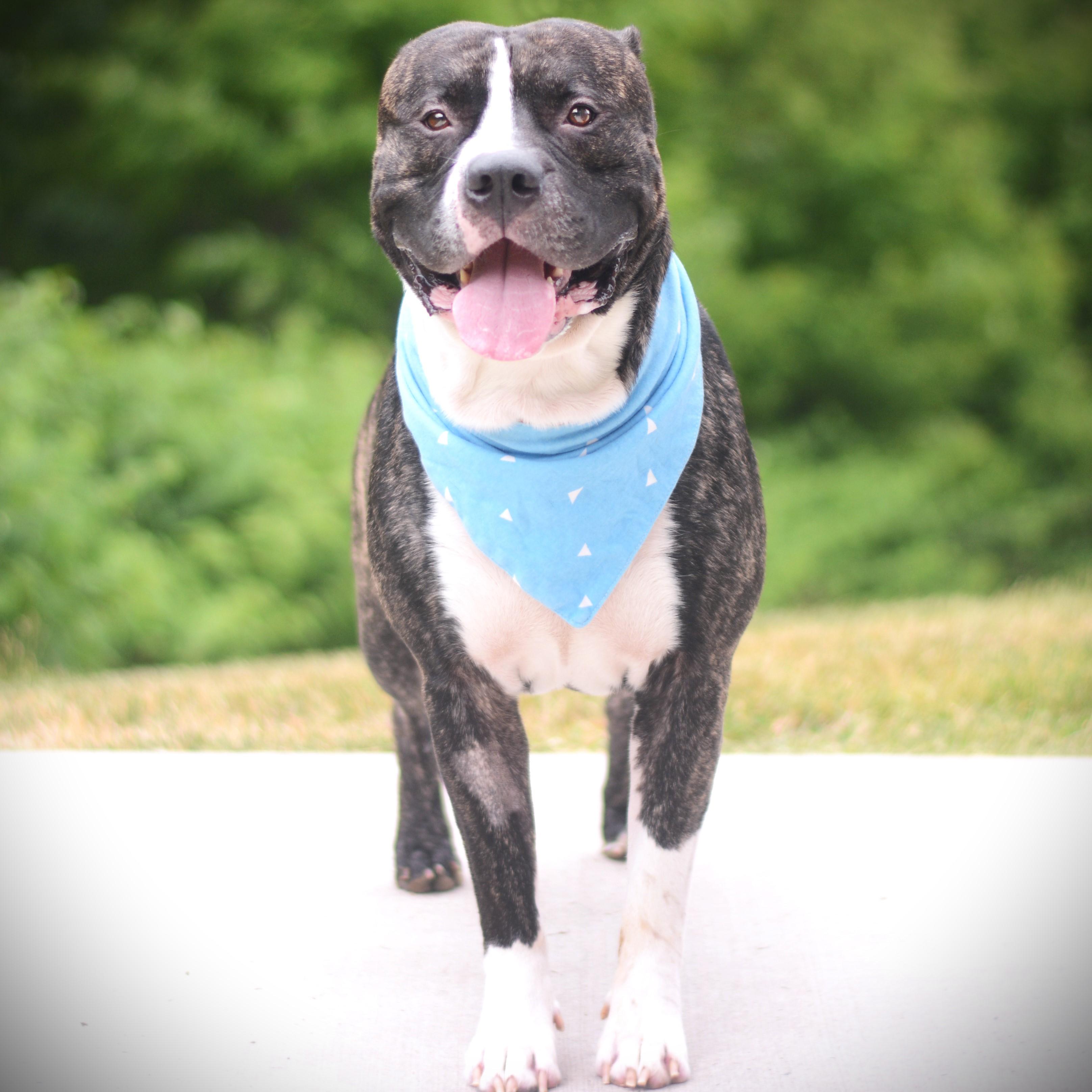 Buddy, an adoptable mixed breed in Amsterdam, NY image 2/3
