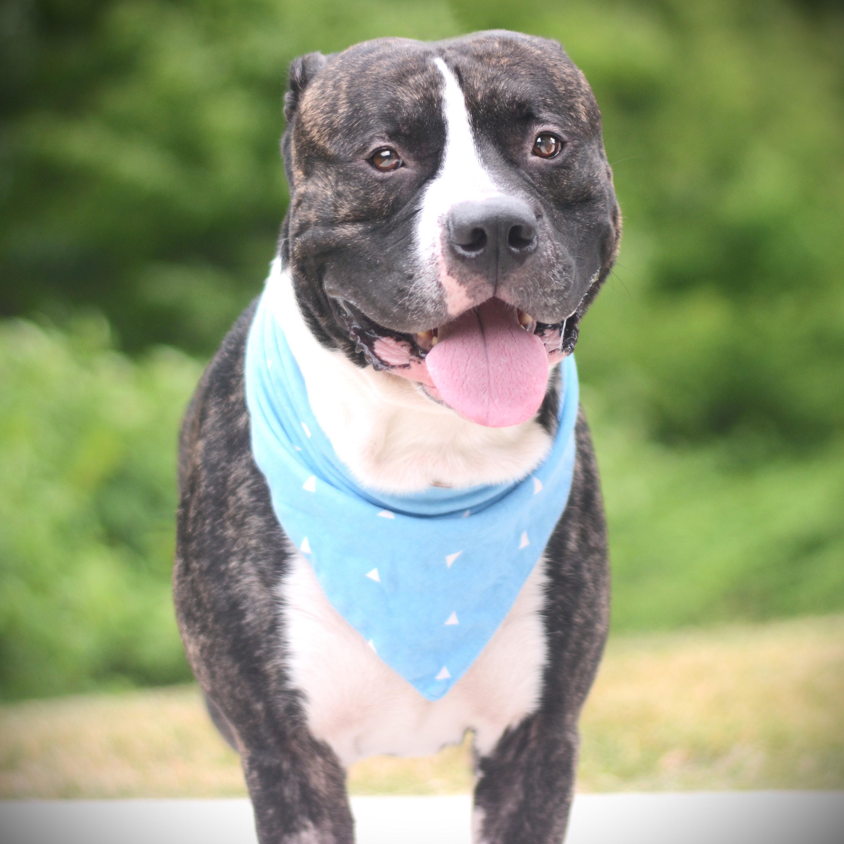 Buddy, an adoptable mixed breed in Amsterdam, NY image 3/3