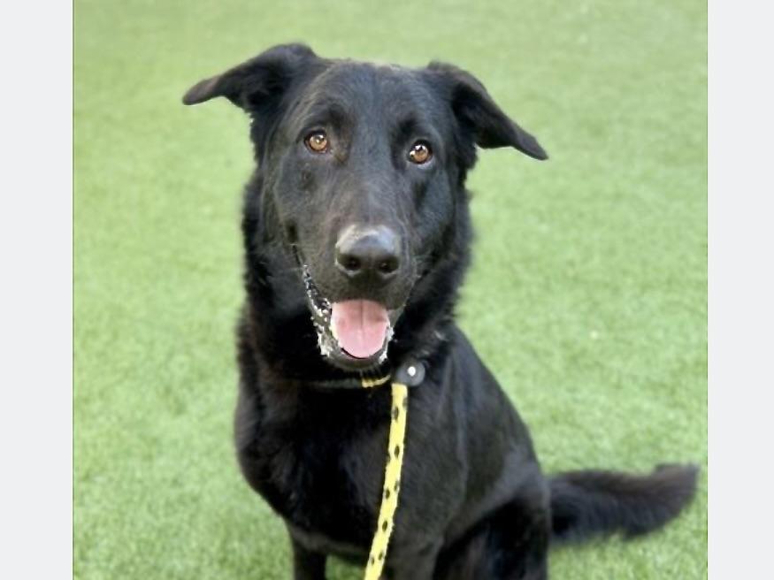 HENRY, Adoptable, Adult Male Labrador Retriever & Mixed Breed.