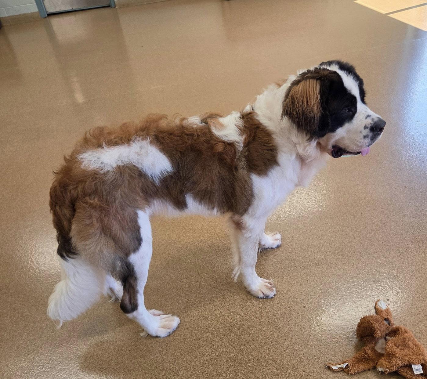 Mr Moose, a Adoptable Saint Bernard in Hillside, IL image 1/3