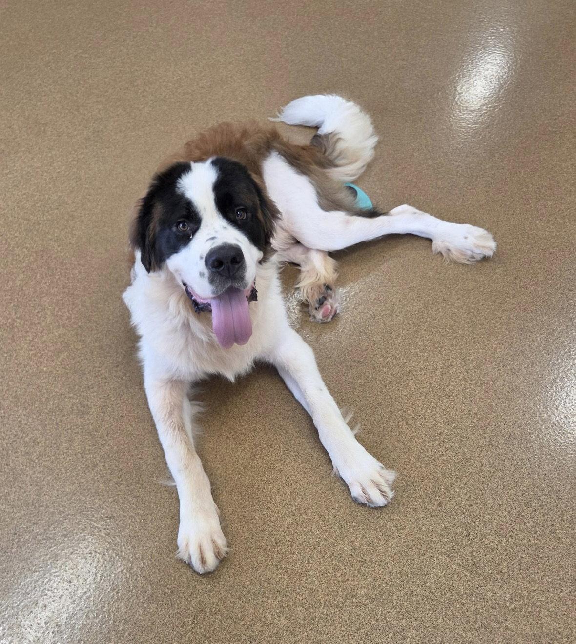 Mr Moose, a Adoptable Saint Bernard in Hillside, IL image 2/3