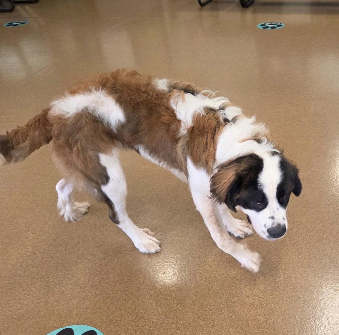Mr Moose, a Adoptable Saint Bernard in Hillside, IL image 3/3
